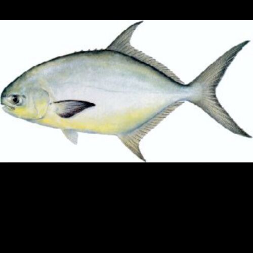 Pompano Thumbnail