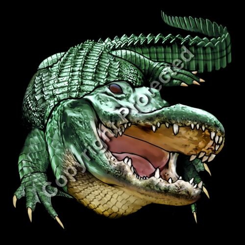 Alligator, Gator Thumbnail